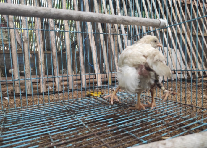 KAKI EMPAT: Seekor ayam milik I Putu Gunawan di Banjar Dinas Tihingan Kauh, Desa/Kecamatan Bebandem memiliki empat kaki.