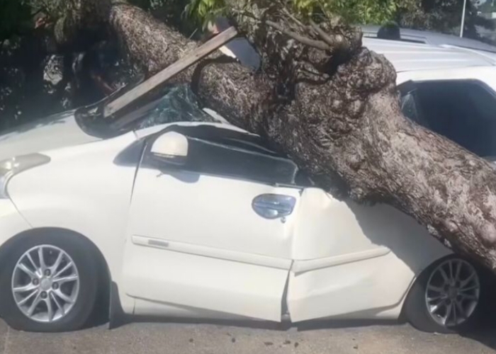 TIMPA: Mobil Xenia tertimpa pohon santan yang tumbang.