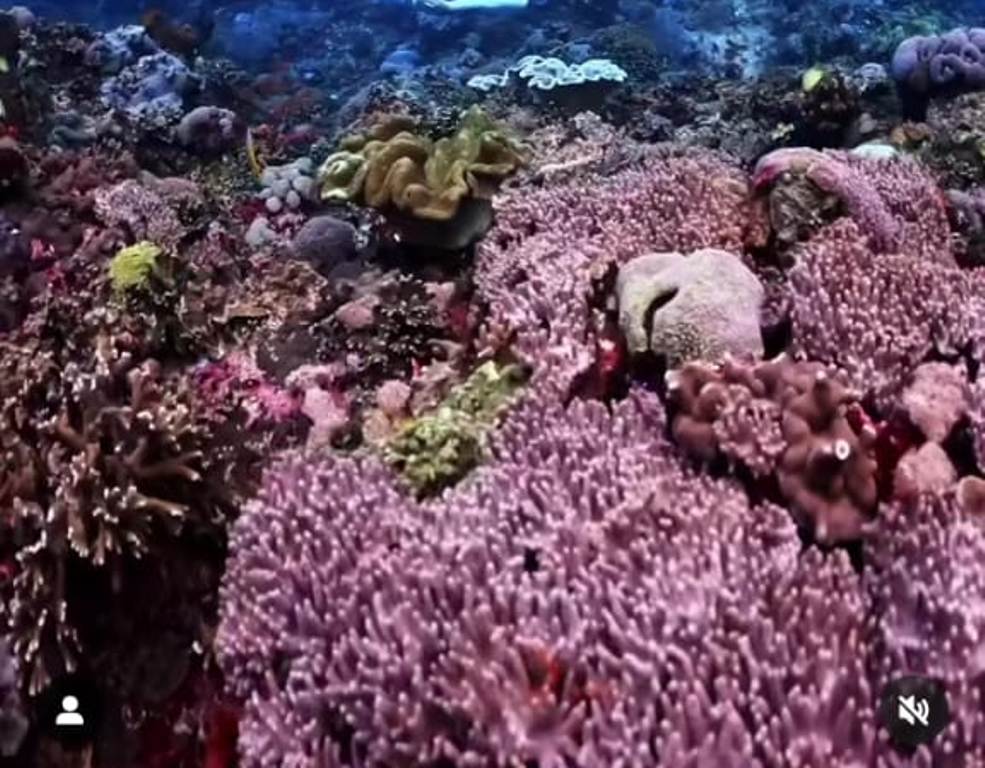 WISATA PADANGBAI: Jika merasa bosan dengan wisata glamping di Kintamani Bali, ada baiknya mencoba wisata di Padangbai Karangasem yang bisa bikin ketagihan.