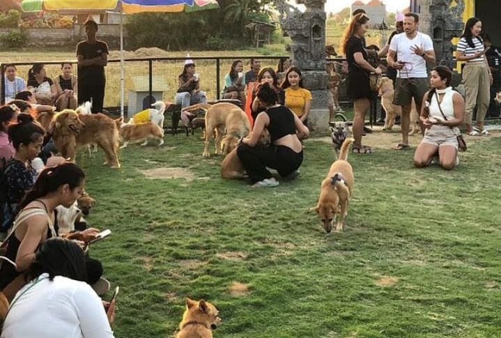 Barking Lot Canggu cafe unik yang ada dogpark