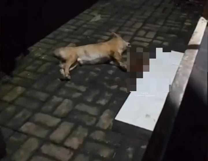 Seekor anjing peliharaan mati karena diracun oleh orang tak bertanggung jawab