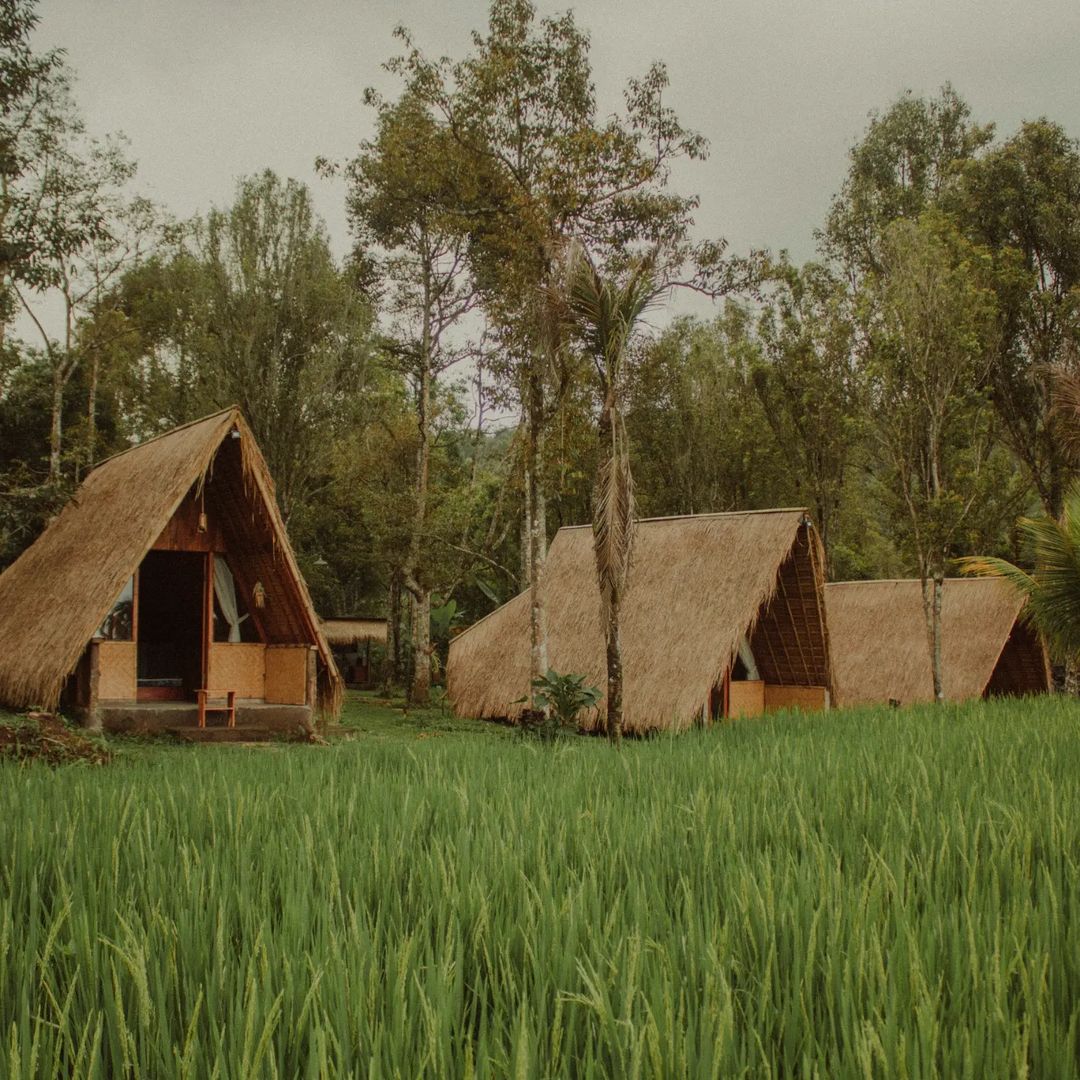 SEJUK : View sawah tempat glamping di Buleleng ini sangat sejuk mirip Kintamani Bali. Di sekitarnya terdapat areal trekking dan air terjun.