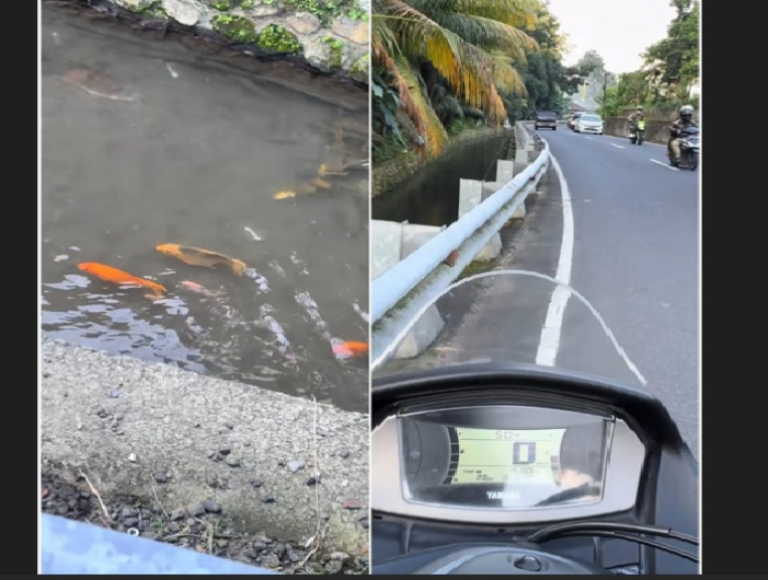 Sebuah akun di Tiktok membagikan kondisi sungai di Bali yang dipenuhi banyak ikan