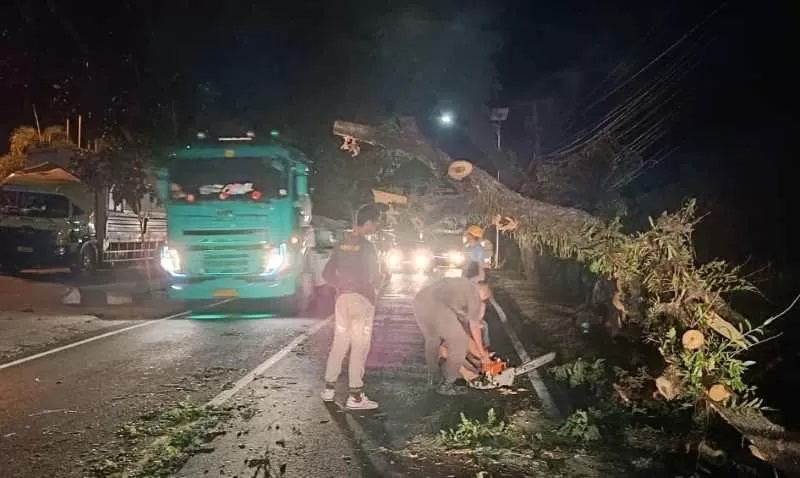 DIBERSIHKAN: Dua truk tronton yang tertimpa pohon perindang di Jalan Denpasar-Gilimanuk.(Istimewa)