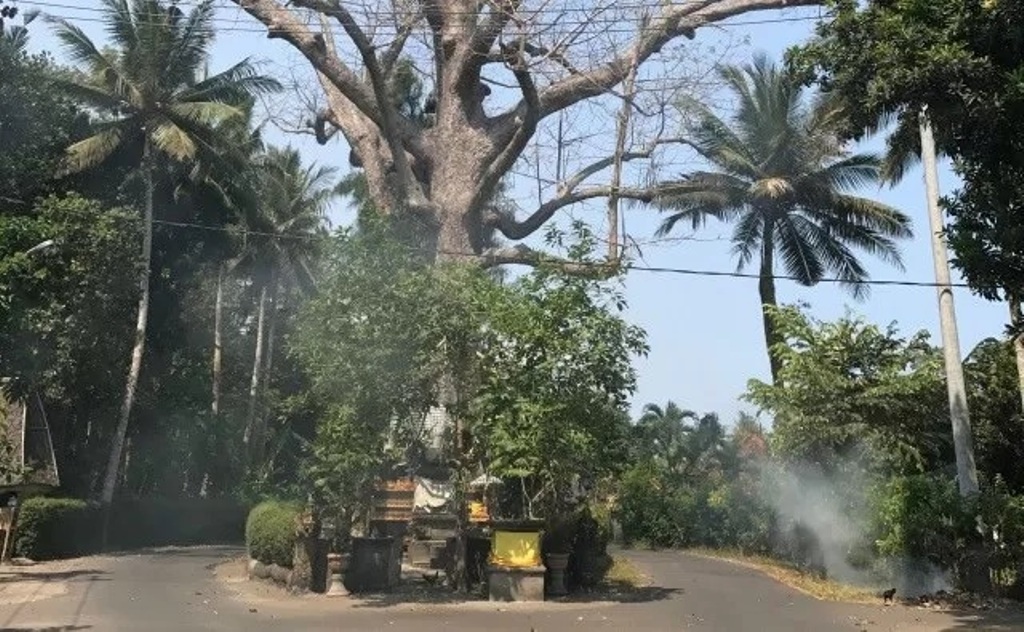 Pohon kepuh di Desa Yeh Kuning, Kecamatan Negara, Kabupaten Jembrana, Bali