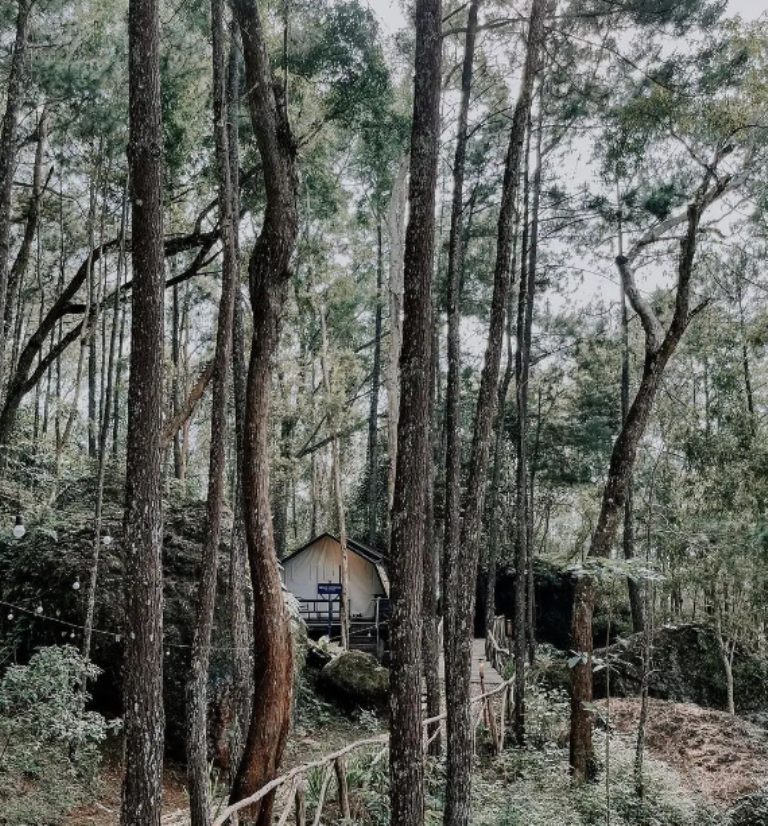 SERU: Songgolangit, Bantul Yogyakarta merupakan glamping di tengah hutan pinus yang mirip dengan Kintamani Bali. Tawarkan berbagai aktivitas seru.