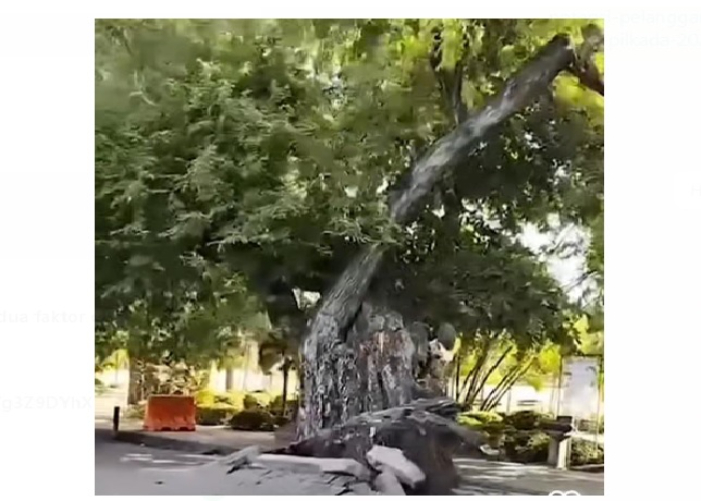 Beredar detik-detik pohon celagi tumbang di lapangan Puputan Denpasar