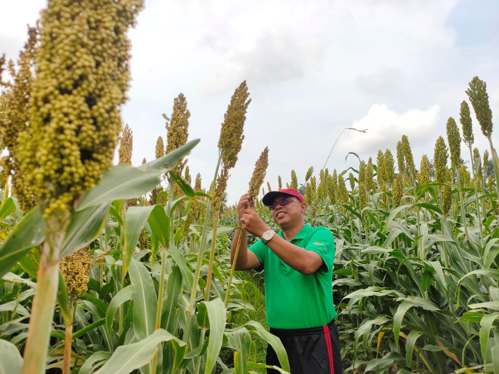 Nengah Suparna saat berada di ladang sorgum di Desa Ringdikit, Kecamatan Seririt, Kabupaten Buleleng, Bali.
