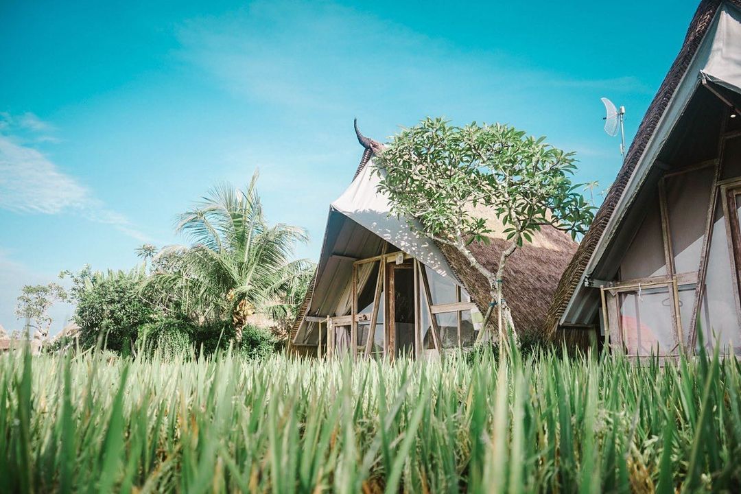 MURAH: Glamping murah di dekat Kintamani Bali ini punya pemandangan sawah dan kebun bunga. Cocok untuk yang punya budget terbatas.