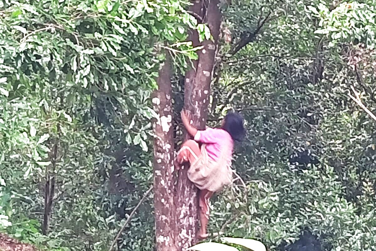 Para perempuan Pegayaman yang mahir panjat pohon dan menjadi tukang kepik cengkih saat musim panen.