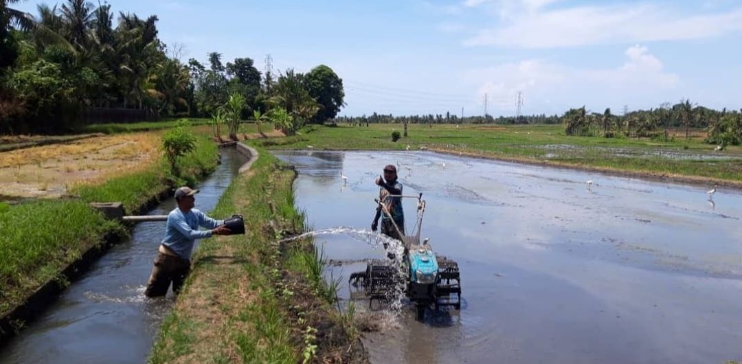 Memasuki musim tanam, beberapa subak sudah melakukan penebusan pupuk subsidi ke Dinas Pertanian Kabupaten Tabanan.
