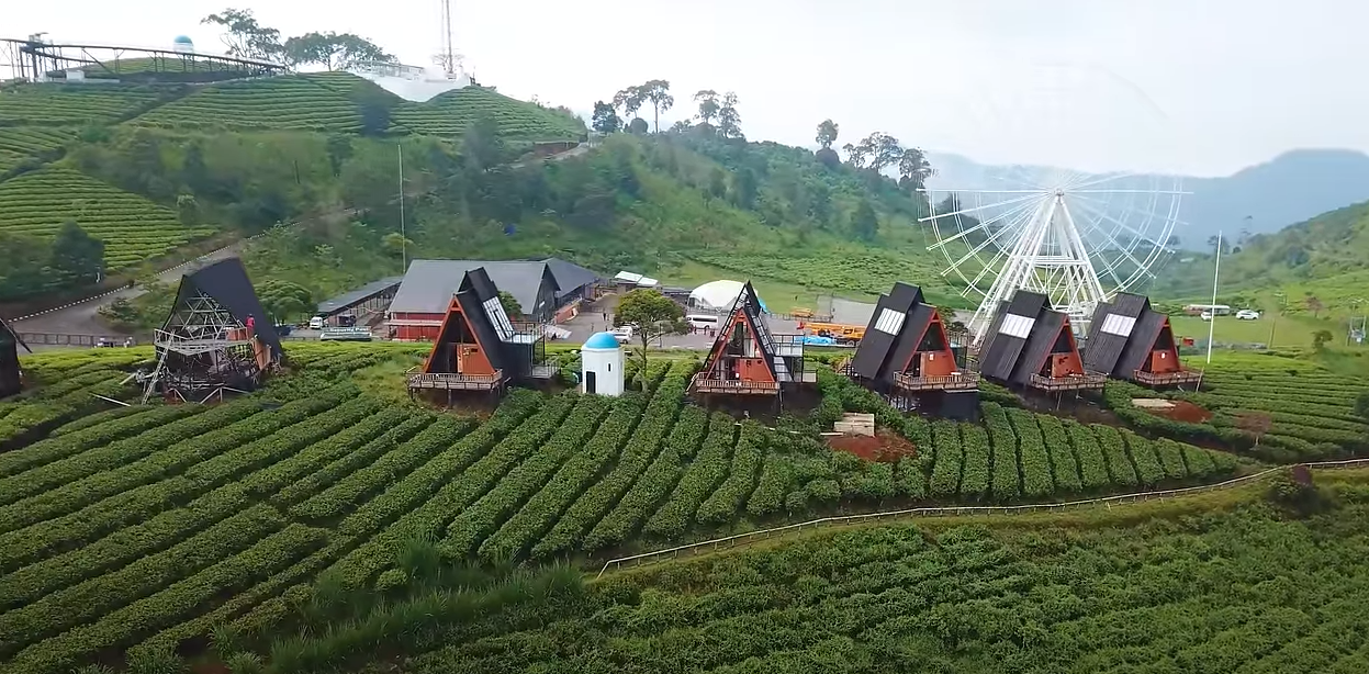 KEBUN TEH: Memiliki udaga segar mirip glamping di Kintamani Bali, Nimo Tea Resort Pangalengan tawarkan pengalaman menginap di tengah kebun  teh.