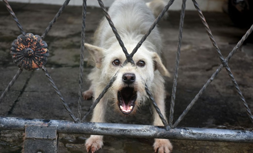 Ilustrasi anjing galak