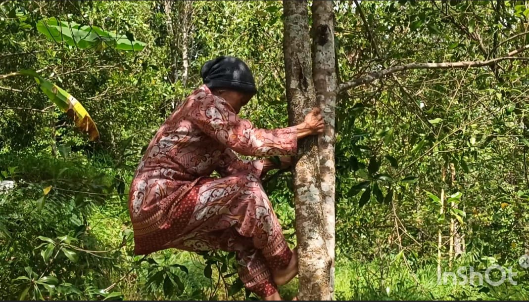 NENEK SAKTI: Nenek sakti dari Desa Pegayaman berusia 75 tahun masih sering nanggap upah untuk memanjat pohon cengkeh setinggi 20 meter.