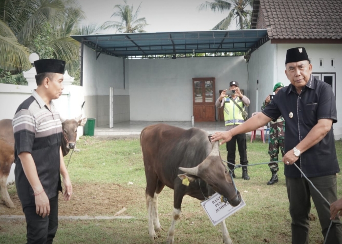 HEWAN KURBAN : Bupati Jembrana I Nengah Tamba saat safari penyerahan hewan kurban di salah satu masjid di Jembrana, Senin (17/6/2024).
