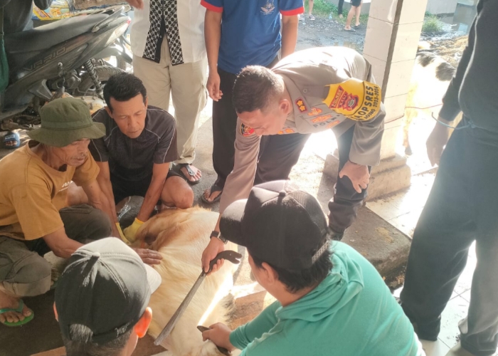 Kapolres Klungkung saat menyembelih hewan kurban.