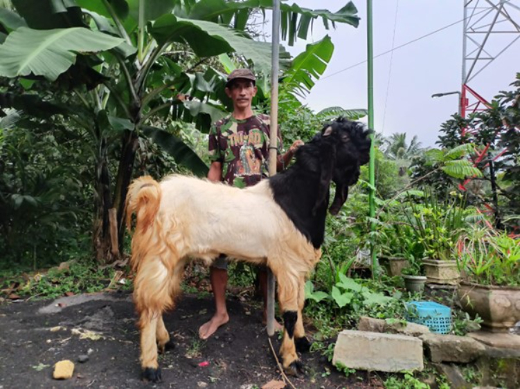 Sukateno seorang peternak kambing yang sukses berkat pemberdayaan BRI