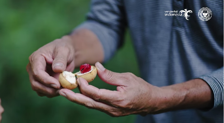 PALA: Banda Neira merupakan surga tersembunyi di daerah penghasil buah pala. Terkenal sebagai pusat perdagangan pala masa kolonial, kini pulau ini menjadi destinasi wisata.