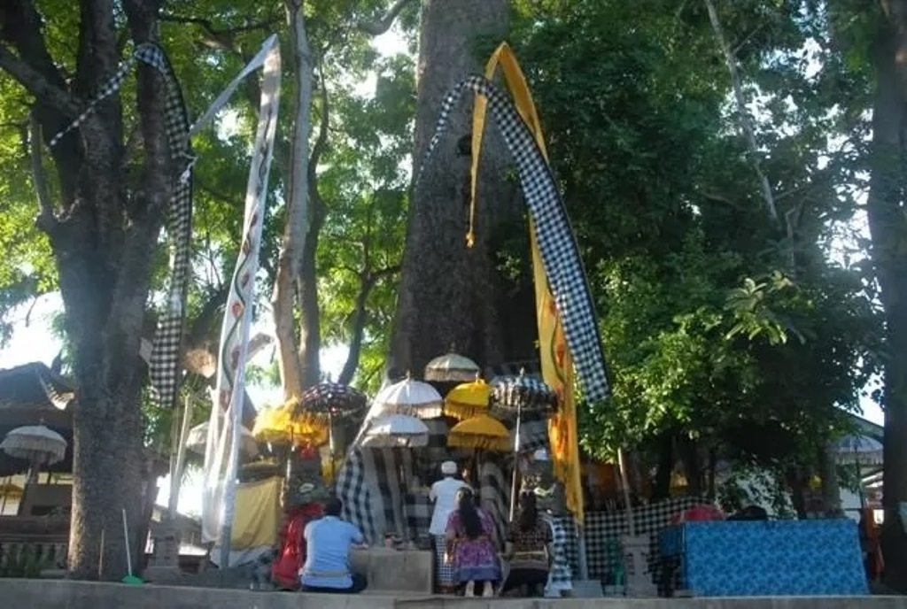 Pohon Kepuh Agung di dekat Bandara Ngurah Rai, Bali.