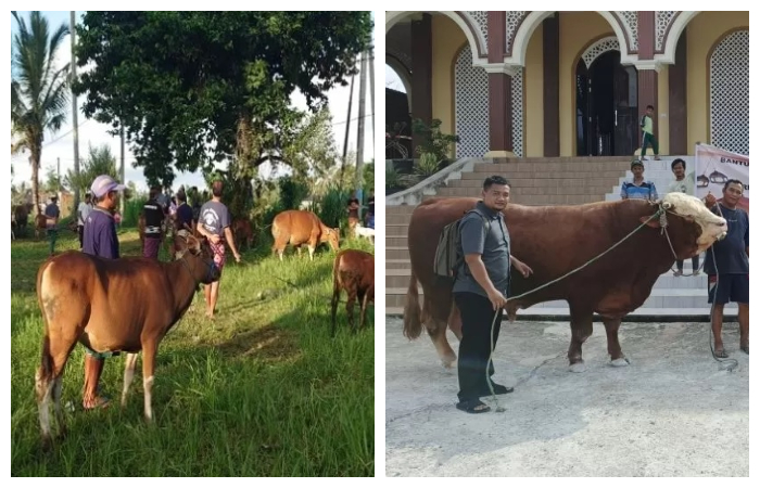Sapi Bali (kiri) umumnya memiliki berat 300-400 kg. Foto kanan, sapi limosin yang jadi hewan kurban Presiden Jokowi di IKN, seberat 900 kg.
