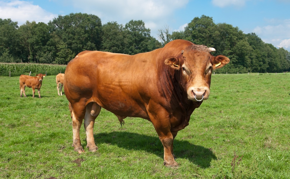 Sapi limosin yang berasal dari Prancis ini termasuk jenis sapi raksasa.