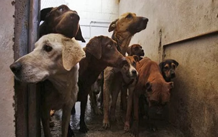 Ilustrasi anjing. Masih ada perdagangan daging anjing di Bali untuk dikonsumsi.