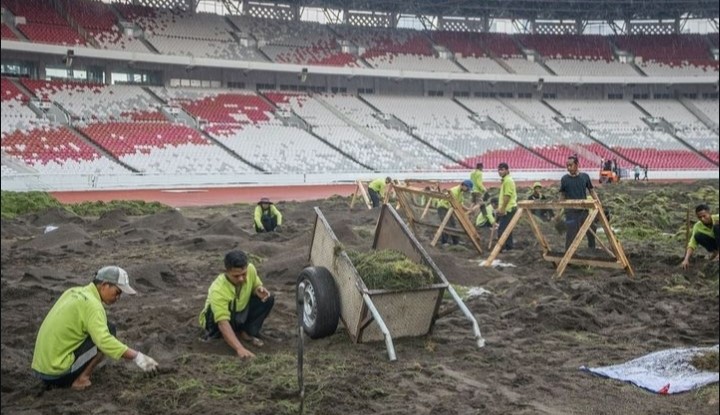 Proses revitalisasi rumput Stadion Utama Gelora Bung Karno&nbsp; yang merupakan kandang Timnas Indonesia.