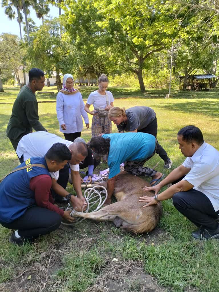 Pemeriksaan rusa oleh dokter TNBB dan meminta bantuan Jaringan Satwa Indonesia (JSI) serta Balai Konservasi Sumber Daya Alam (BKSDA) Bali.
