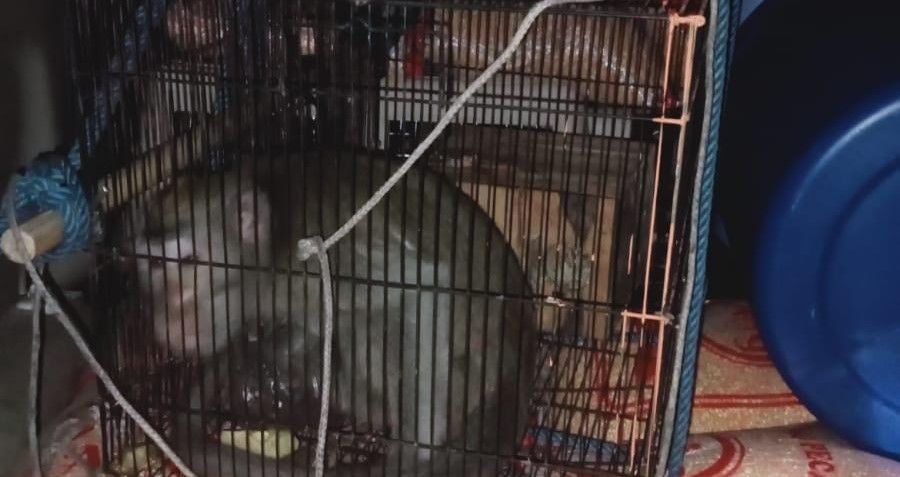 Seekor monyet ditangkap setelah meresahkan warga Perumahan Mecutan 7 Banjar Mekarsari, Kelurahan Jimbaran, Kuta Selatan, Badung, Bali, Senin (1/7/2024).