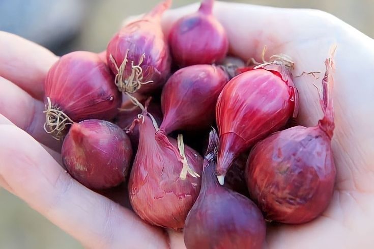 Bawang merah memiliki manfaat untuk kesehatan.
