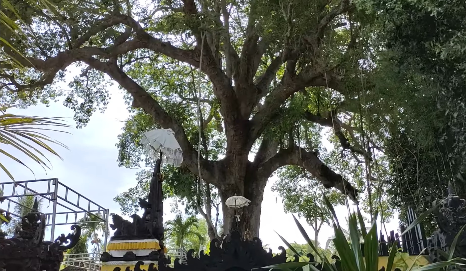 Pohon Kepah Raksasa berusia ratusan tahun di areal utama mandala Pura Gria Kepah Agung di Nusa Penida, Klungkung