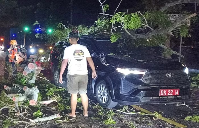 Pohon tumbang yang menimpa mobil dinas Kalaksa BPBD Jembrana, Senin (8/7) malam. (FOTO BPBD Jembrana.)