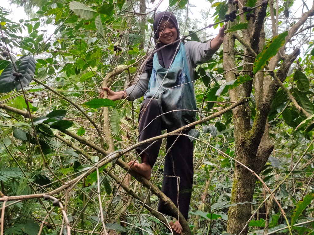 Siti Aisyah (baju merah) dan Umamah (baju abu) yang memetik kopi di kebun seluas 1 hektar lebih di Pegayaman.
