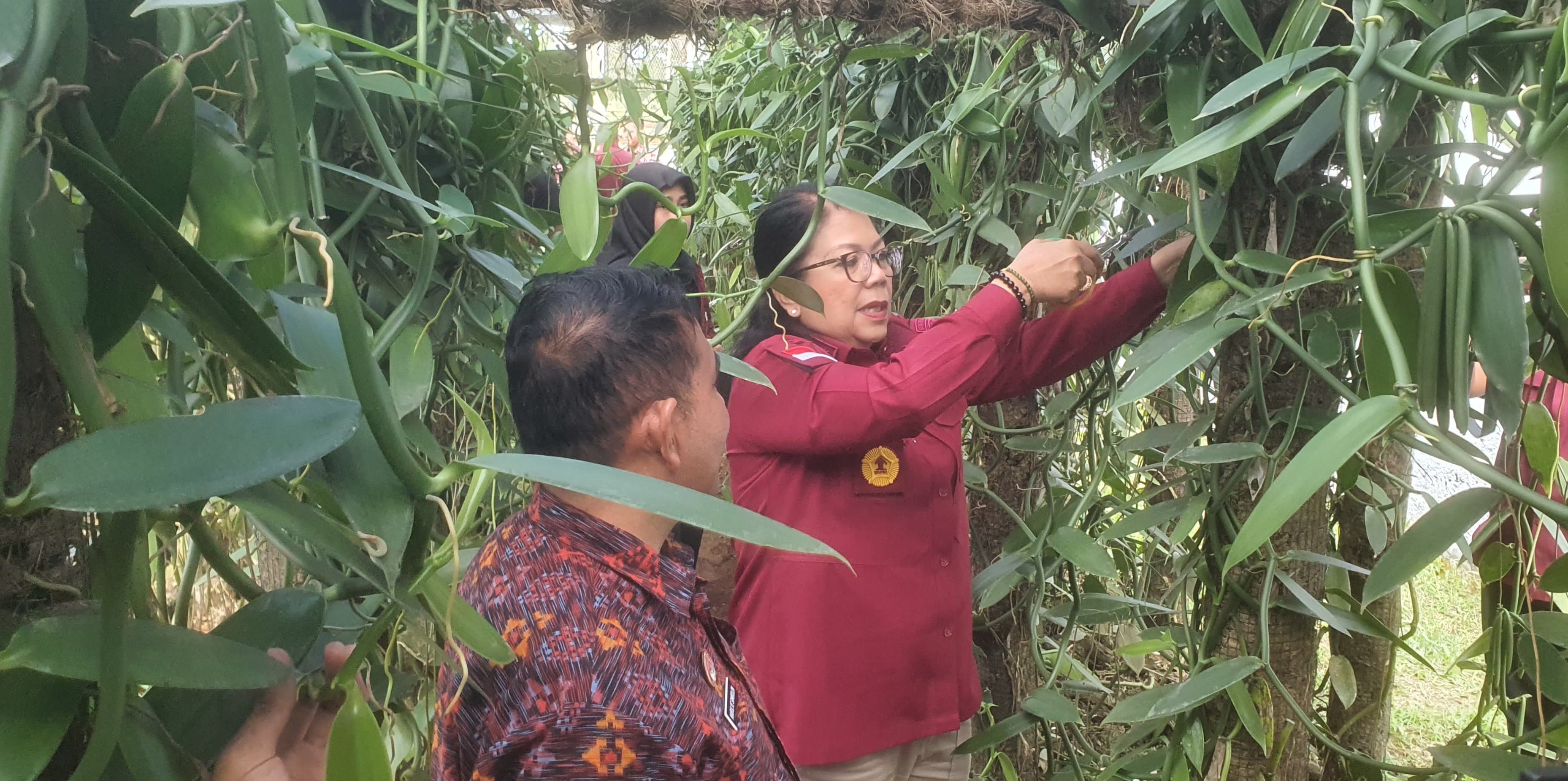Kepala Kantor Wilayah (Kakanwil) Kementerian Hukum dan HAM (Kemenkumham) Bali Pramella Yunidar Pasaribu panen perdana vanili di Lapastik Kelas IIA Bangli, Selasa (9/7/2024).