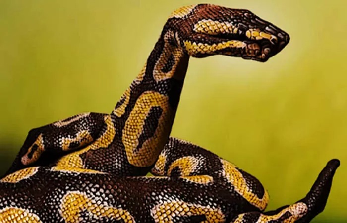 ULAR: Mimpi diyakini sebagai pertanda akan terjadi sesuatu. Jika para jomblo bermimpi tentang ular, harap bersiap-siap. Namun yang sudah menikah harus waspada.