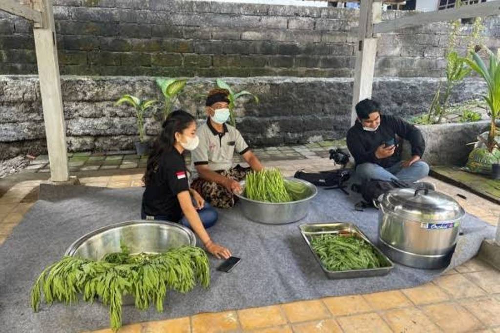 TEH GOBO: Teh Gobo (Gonda Bongan) produksi warga Desa Bongan Tabanan yang kaya akan zat antioksidan untuk atasi kanker, diabetes hingga iritasi lambung.