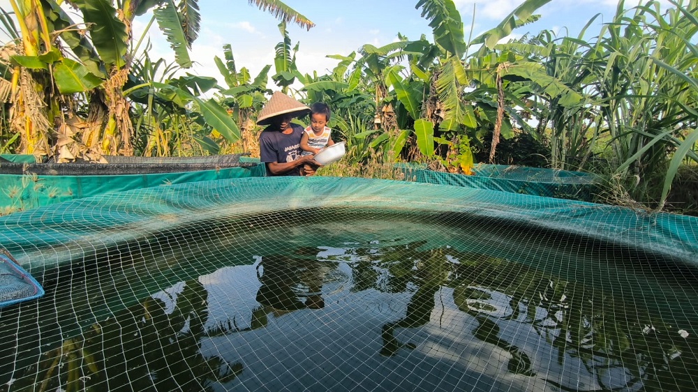 Kebutuhan ikan lele di Kota Denpasar sangat tinggi.