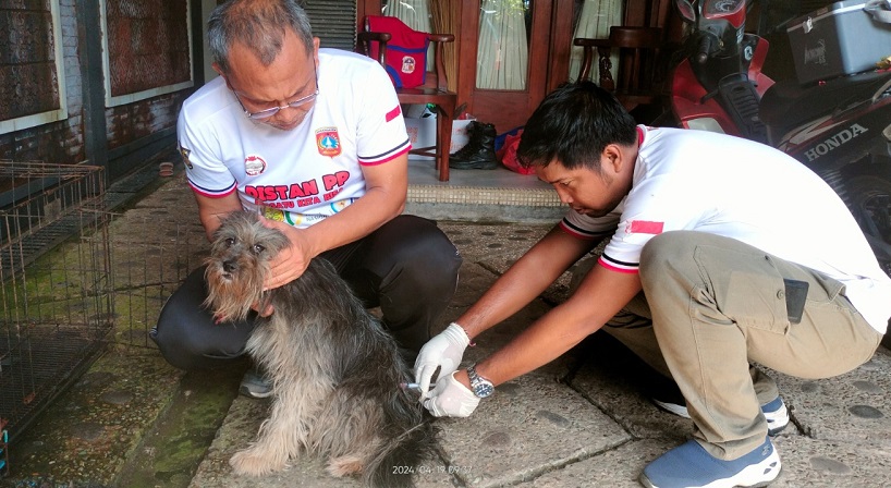 VAKSINASI: Distan PP Karangasem melakukan vaksinasi anjing di Kabupaten Karangasem.
