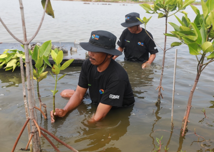 Upaya Nyata Menyelamatkan Lahan Kritis Akibat Abrasi, BRI Salurkan Ribuan Bibit Mangrove Kelompok Tani di Muaragembong
