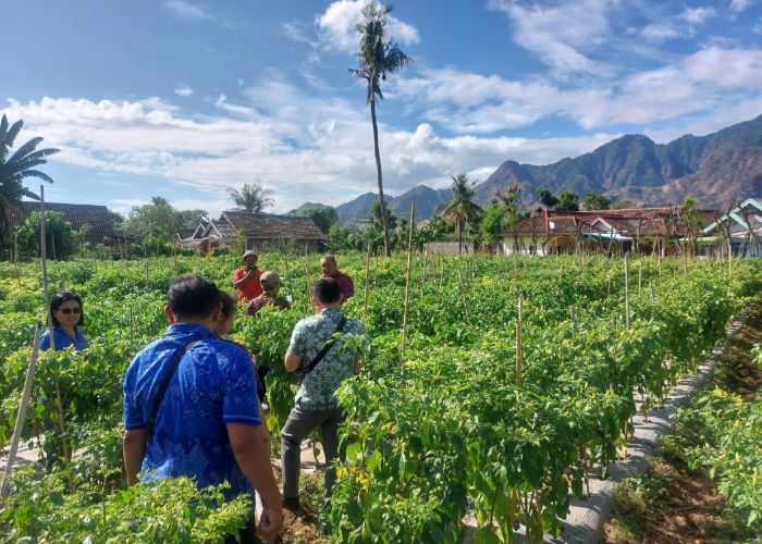 MENYUSUT : Tim satgas pangan Buleleng mengunjungi sentra produksi cabai di kecamatan Gerokgak.