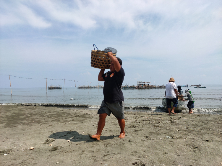 Nelayan tengah memanen bandeng premium yang berhasil dibudidayakan melalui metode Keramba Tancap Laut (KTL)