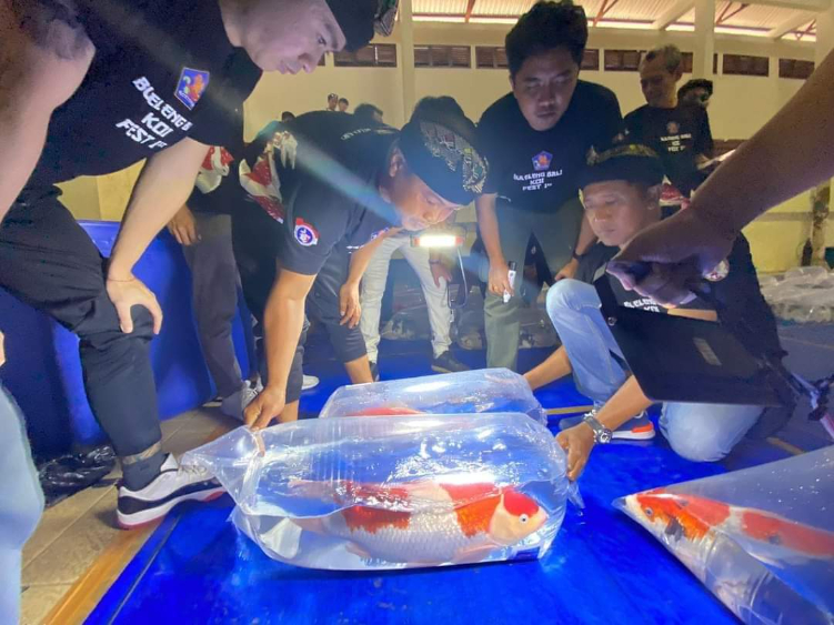 Penjurian Koi pada Festival Koi di Buleleng tahun 2023.