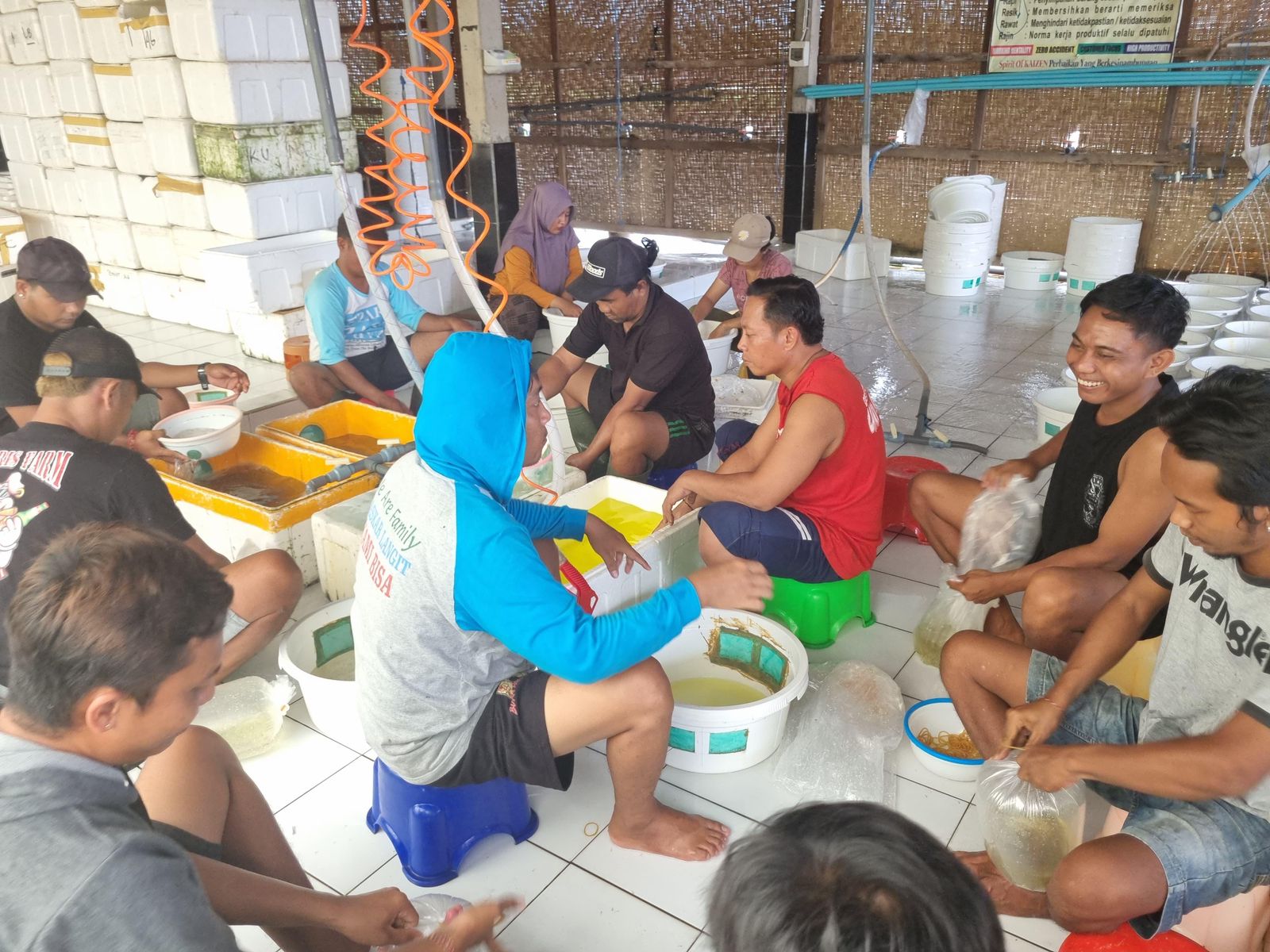 Petani Nener (anakan Bandeng) di Desa Patas, Kecamatan Gerokgak Buleleng yang sedang melakukan aktifitas packing nener