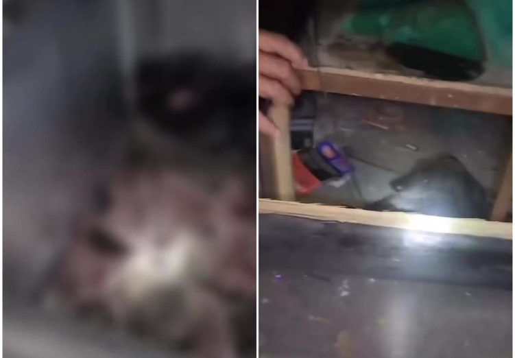 Beredar video penggerebekan tempat jagal anjing di Denpasar