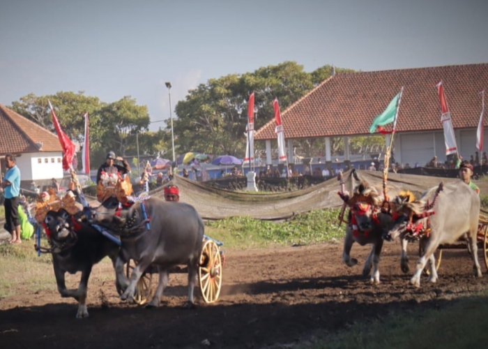 Makepung Bupati Cup 2024 yang digelar di Sirkuit All In One Desa Pengambengan, Minggu (11/8/2024).