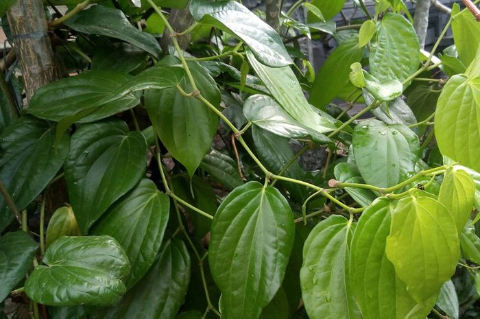 Daun Sirih menjadi salah satu sarana penting dalam penanganan penyakit Babahi