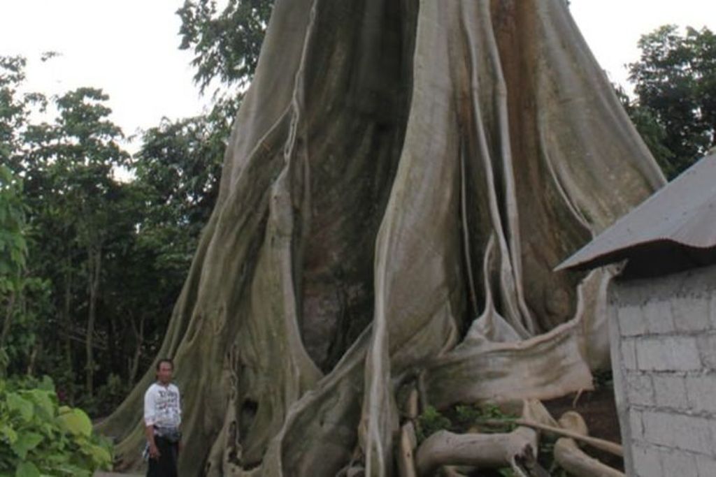 Pohon Kayu Putih raksasa di Banjar Bayan, Desa Tua, Marga, Tabanan, Bali