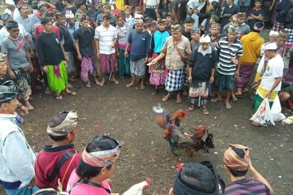 Tradisi Hindu Bali, Aci Keburan di Pura Hyang Api, Desa Pakraman Kelusa, Kecamatan Payangan, Gianyar