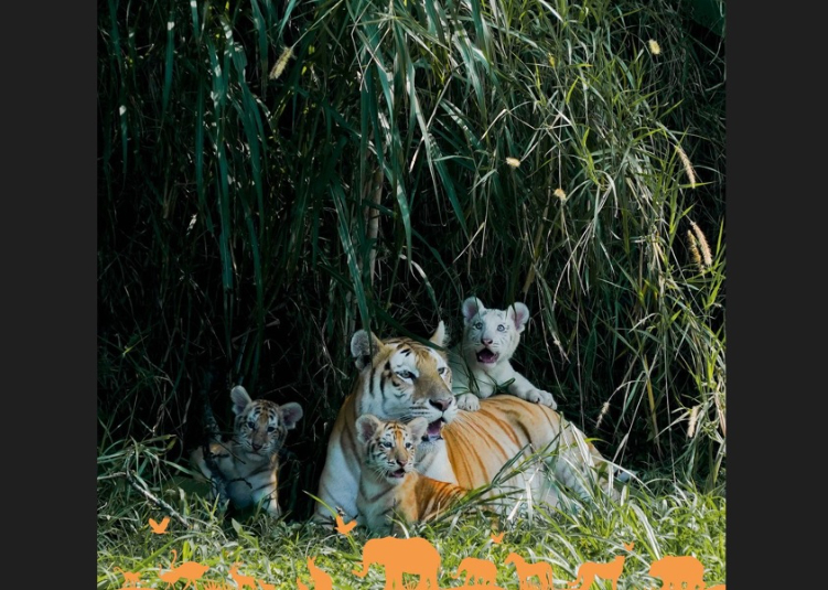 Salah satu spesies di Lembang Park and Zoo
