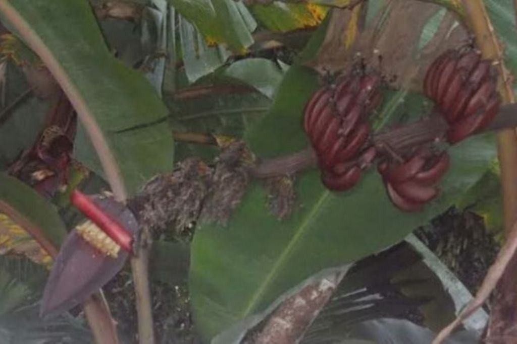 Pisang Tembaga menjadi salah satu rana dalam banten pasupati kendaraan umat Hindu Bali.